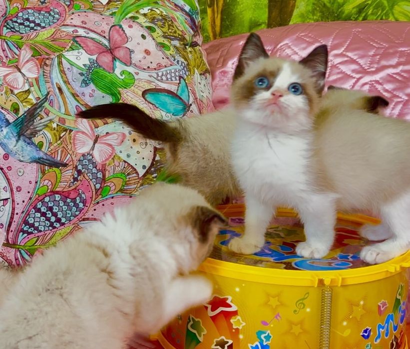 Рагдол / Регдол Ragdoll