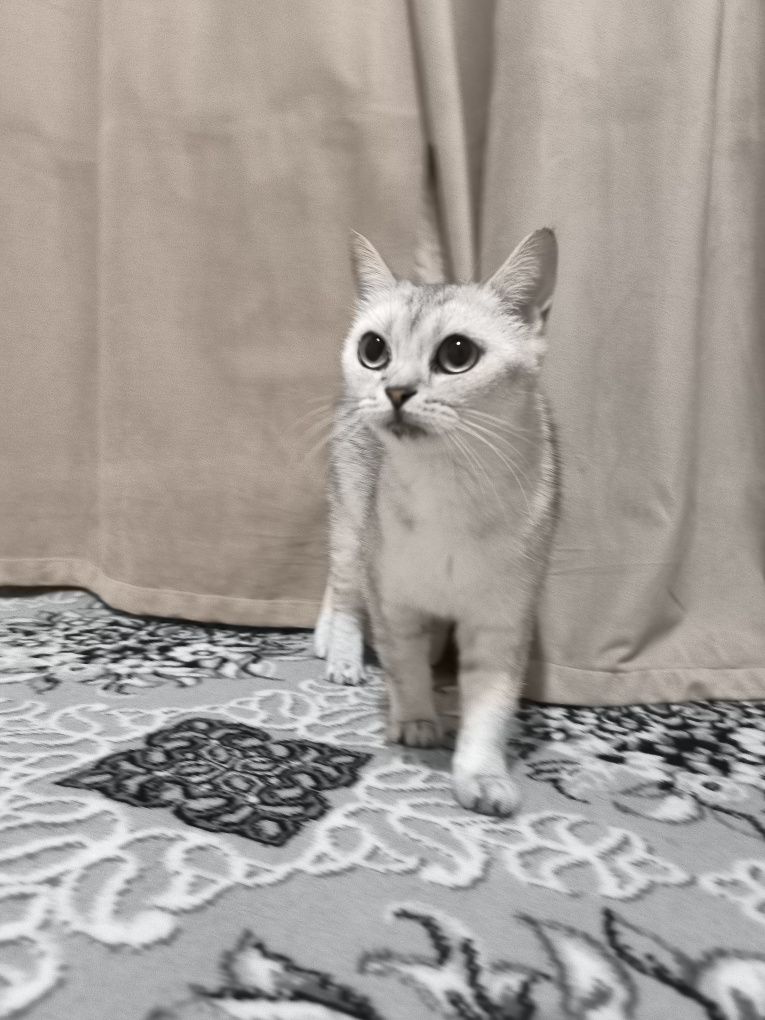 Shinshila 1yosh qiz techkasi kegan