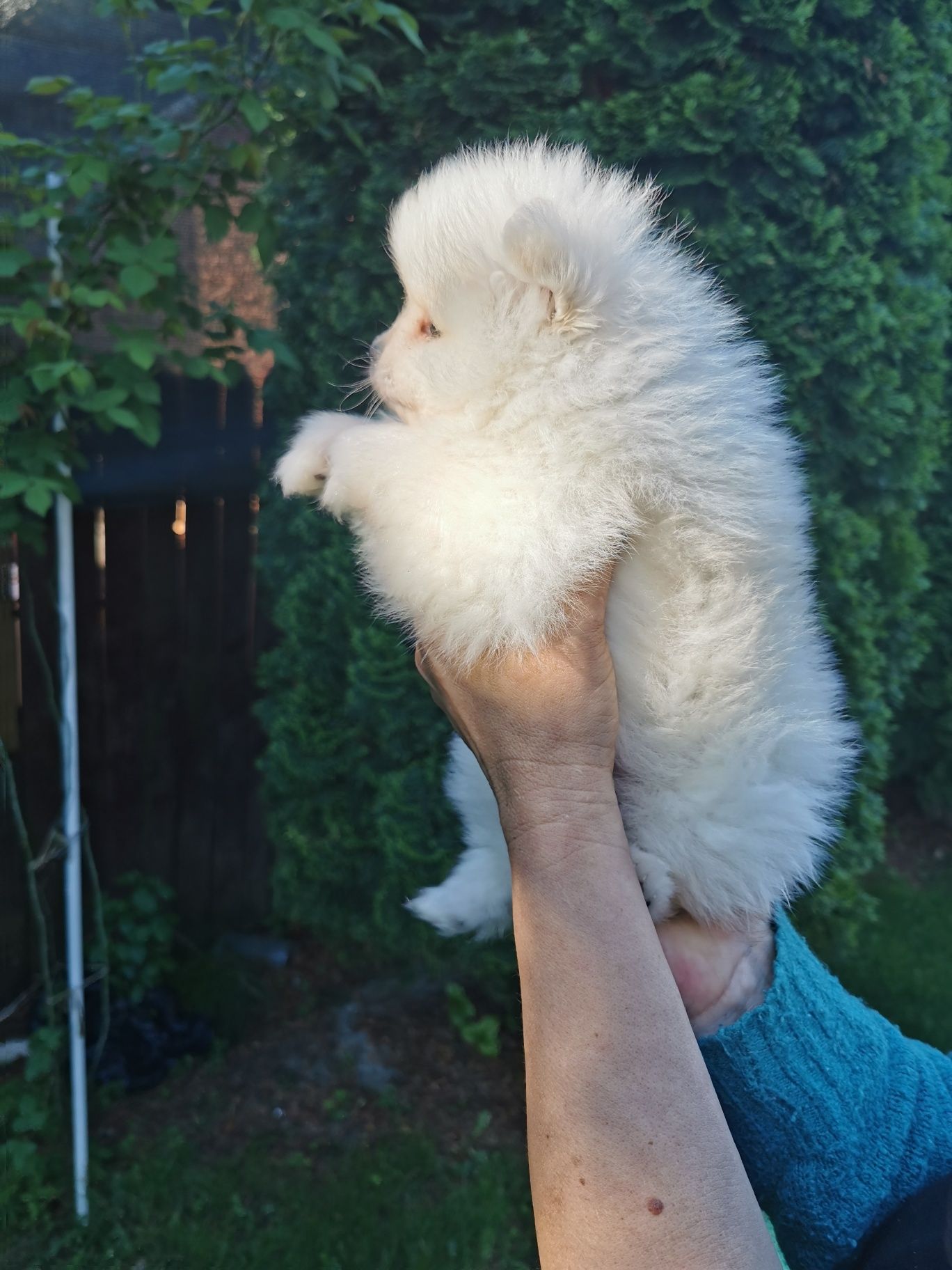 Pomeranian băiețel de vânzare!