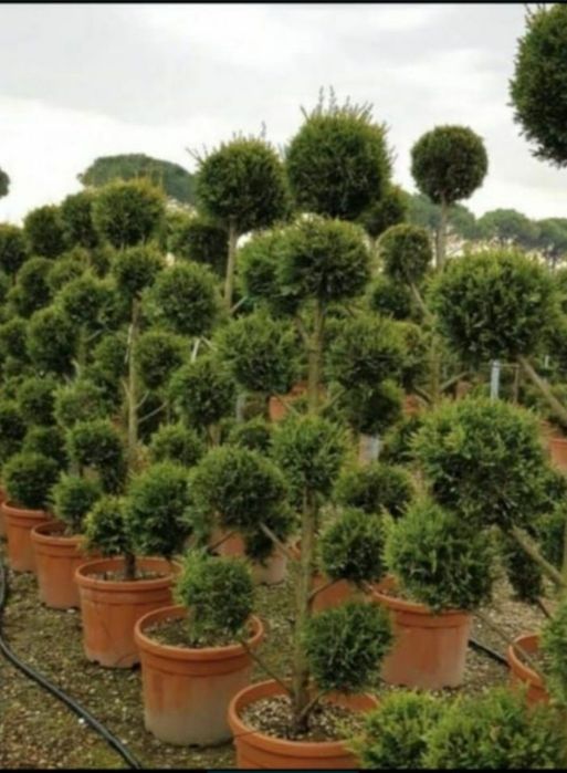 Tuia leylandii Mesteacăn gazon rulou sport