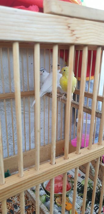 Канарейка/кенор продам недорого