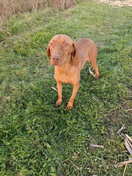 Femelă Vijlă(vizsla)maghiară