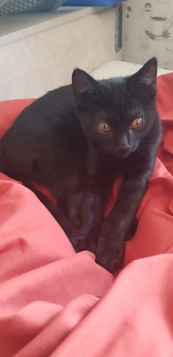 Ищем дом для котят