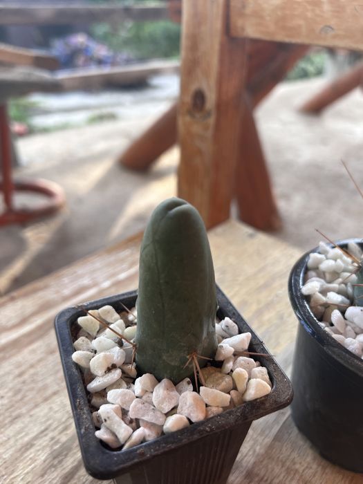 Trichocereus Bridgesii Varianta Monstruosa