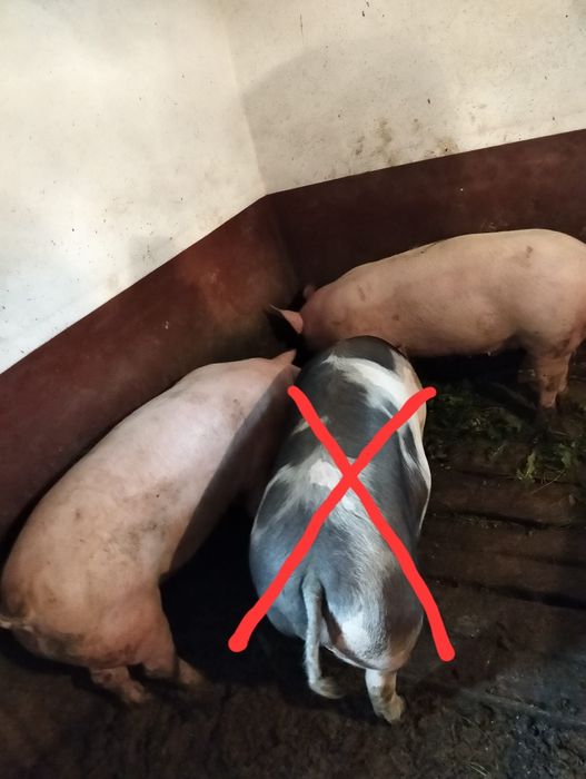 Purcel bine hranit si bine ingrijit 17lei/kg