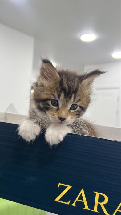 Котенок мейнкун