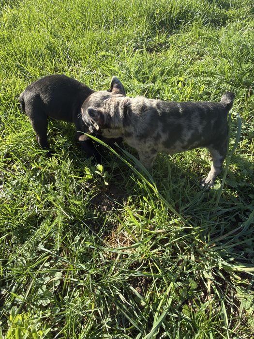 Малки Кученца / Френски Булдог