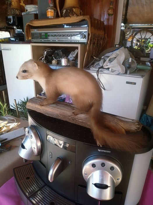 vând păsări împăiate