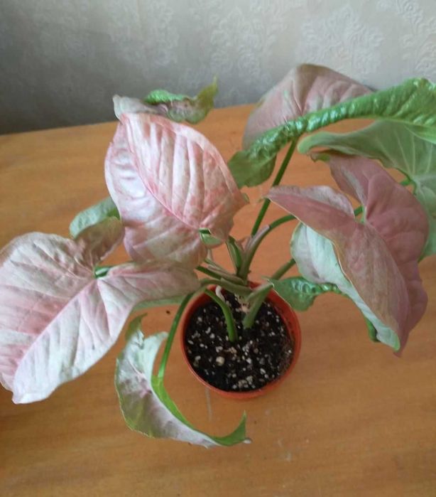 Молодой сингониум Марбл Дабл Вар тайский