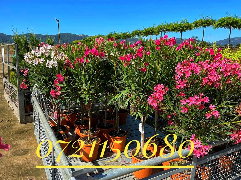 Maslini, leandrii ( oleandru ) buxus glob ( cimisir ) etc