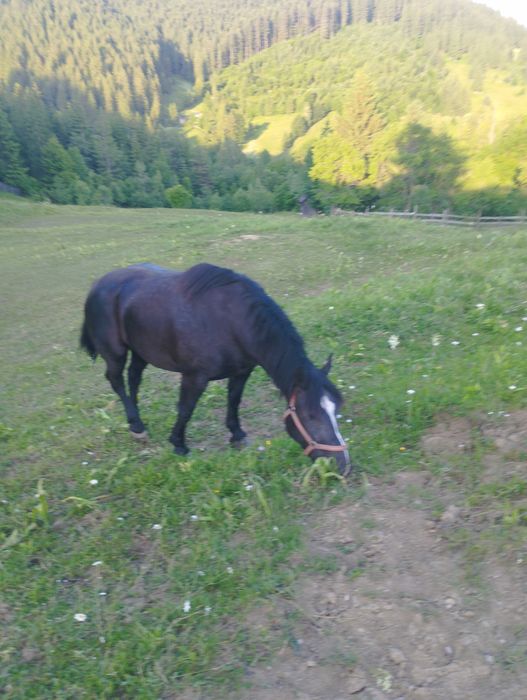Iepe gestante de vanzare