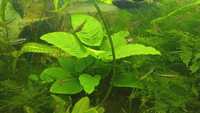 Анубиас ( аквариумное растение)