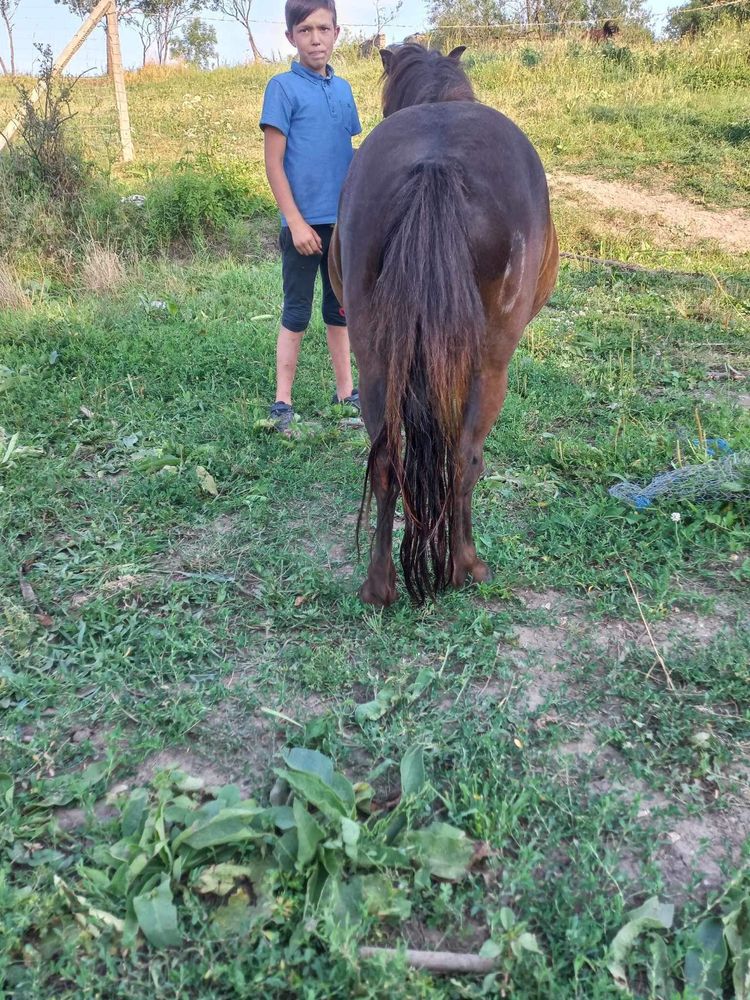 Vând ponei de 4 ani foarte cuminte