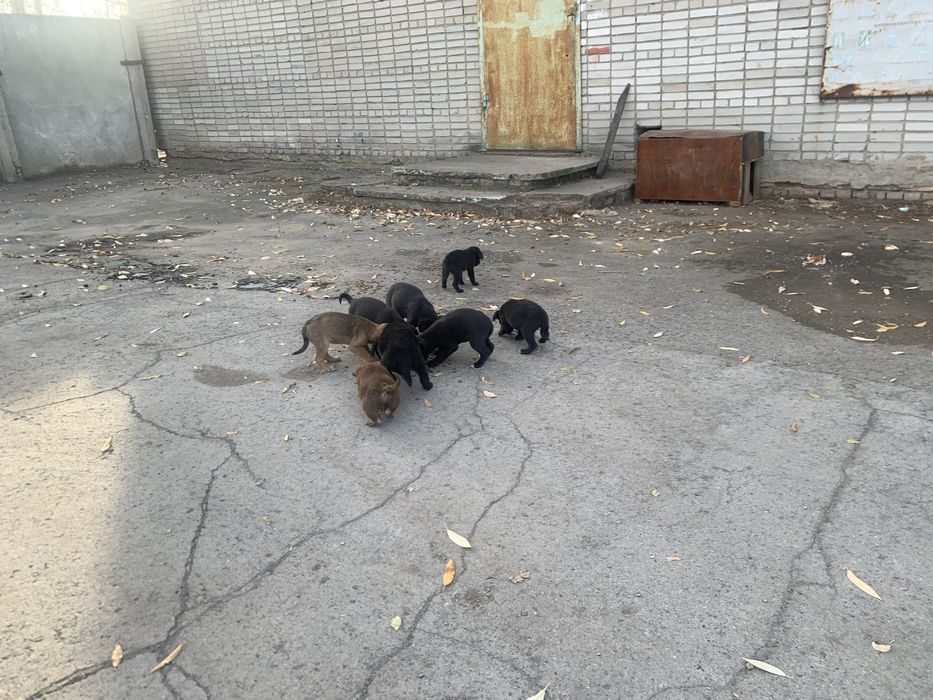 Отдам в добрые руки