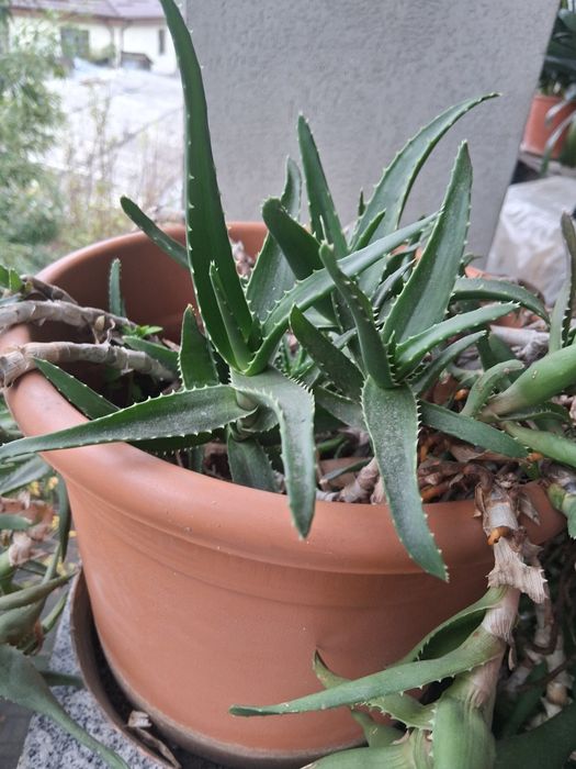 Vând aloe în ghiveci