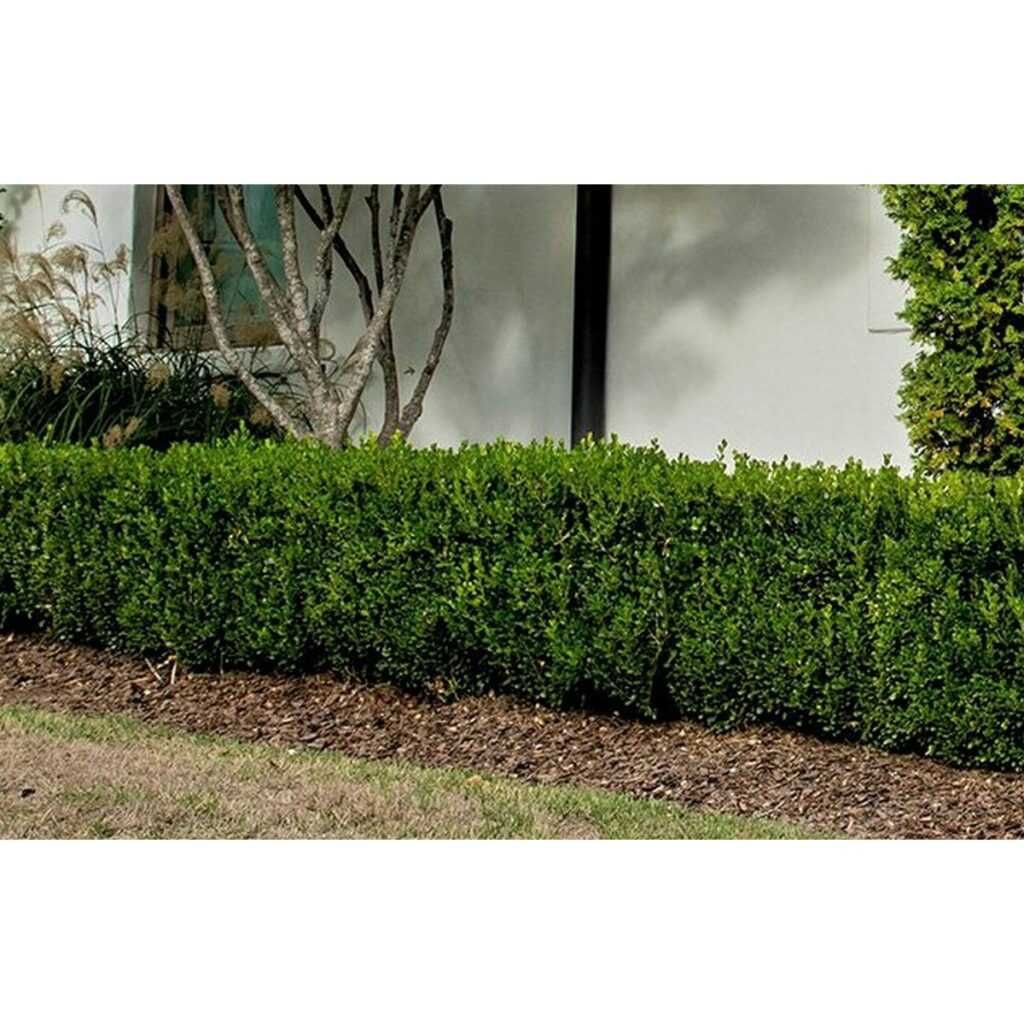 Vindem Buxus la pret de producator 5 lei 10-20 cm! Lichidare stock!