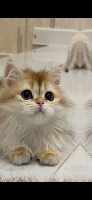 На продаже золотая шиншилла девочка