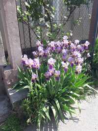 Цветы весенние Ирисы тюльпаны нацысы
