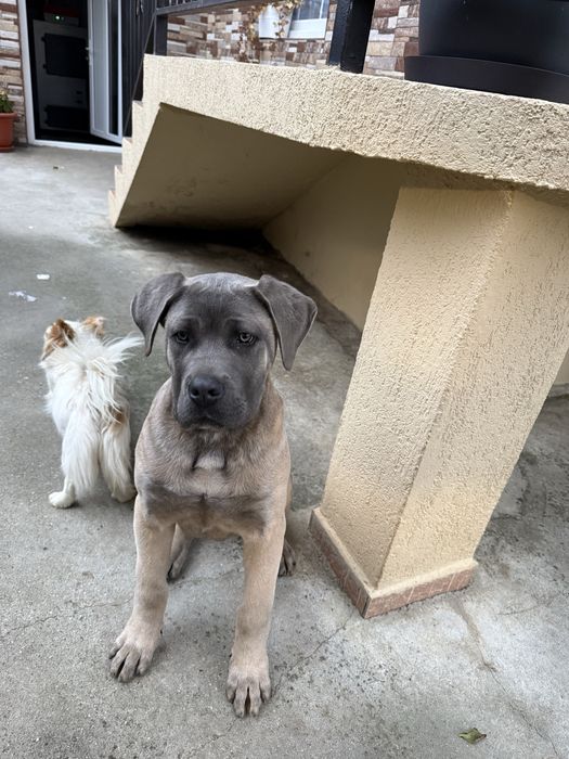 Vând caine,rasa Cane Corso,4 luni,sanatos,activ