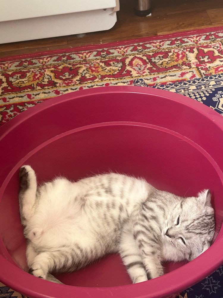 Кот мальчик 4 месяца