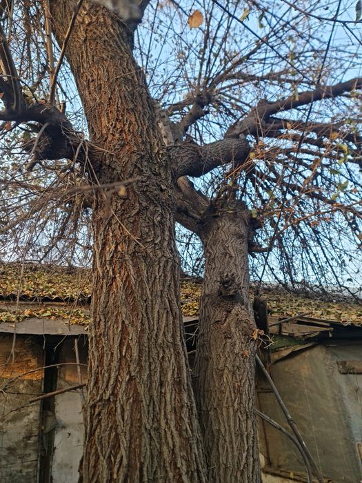 Дерево на дрова отдам