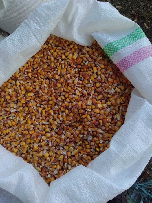 Porumb triticale orz grau floarea soarelui faina pasat cu transport