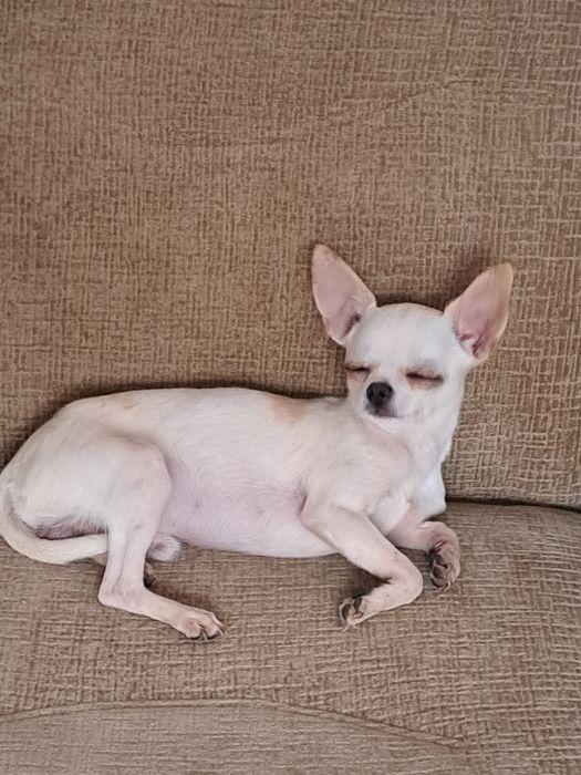 Вязка мини Чихуахуа