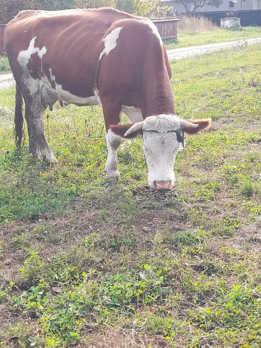Vând vaca  gestanta