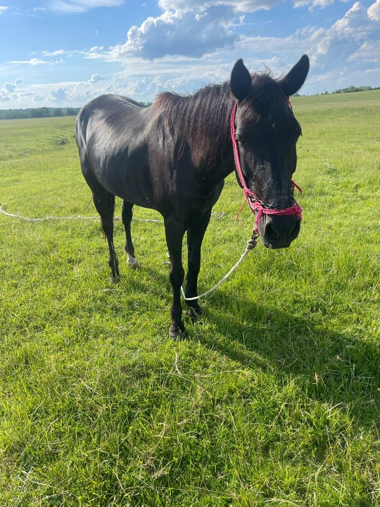 Vând 3 iepe și un cal !!