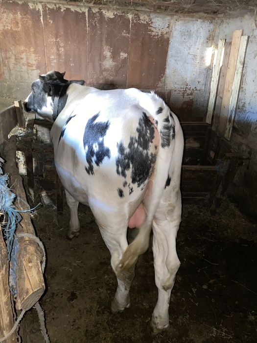 Taur de vânzare!