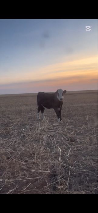 Продам подсосы 10 голов