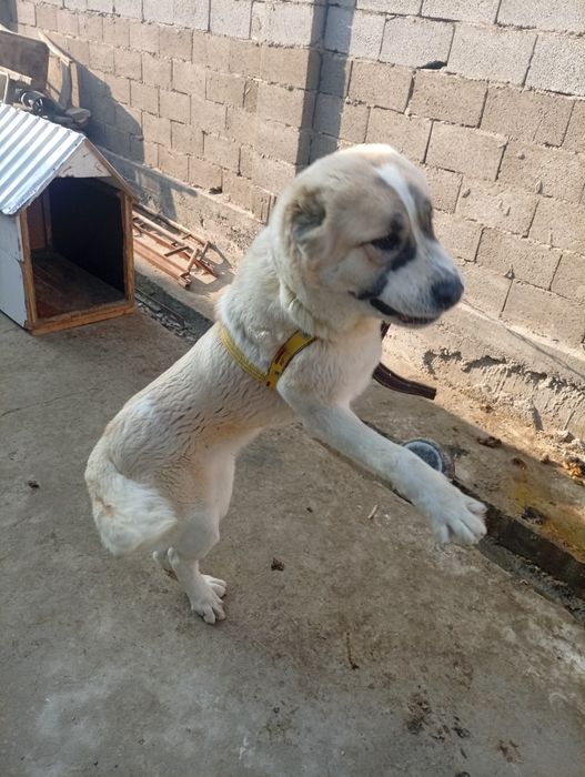 Алабай 1 жасар ургашы