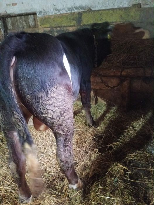 De vanzare mai multe detalii la telefon