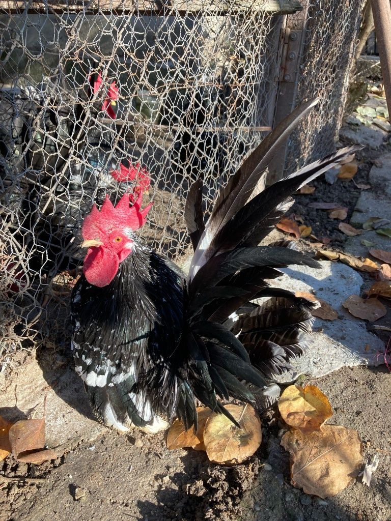 Ouă din păsări chabo bobat pt closcă sau clocitoare de vânzare!