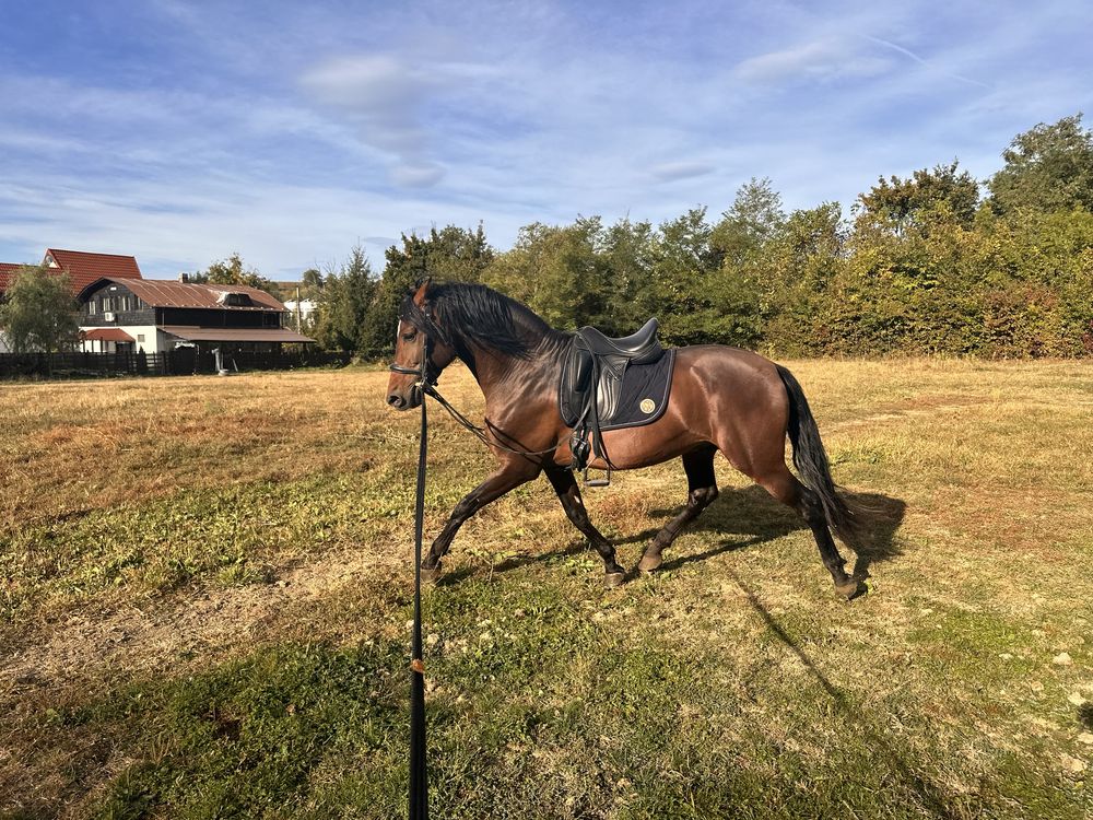 Andaluz ,PRE, cal /cai echitatie calarie