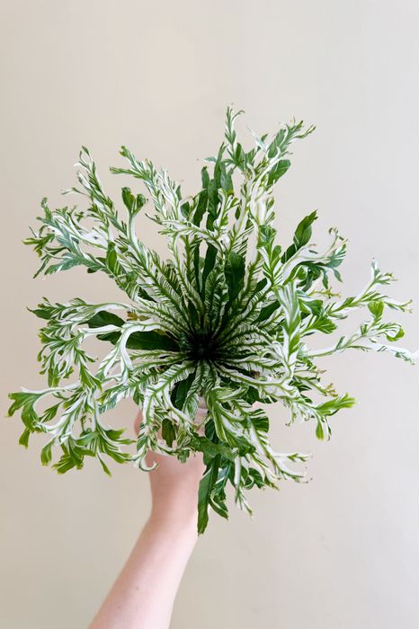 Асплениум вар, каладиум, ктенанта