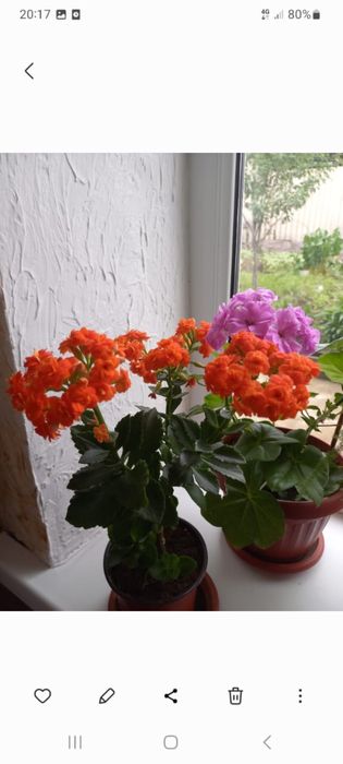 Цветы на 8 марта