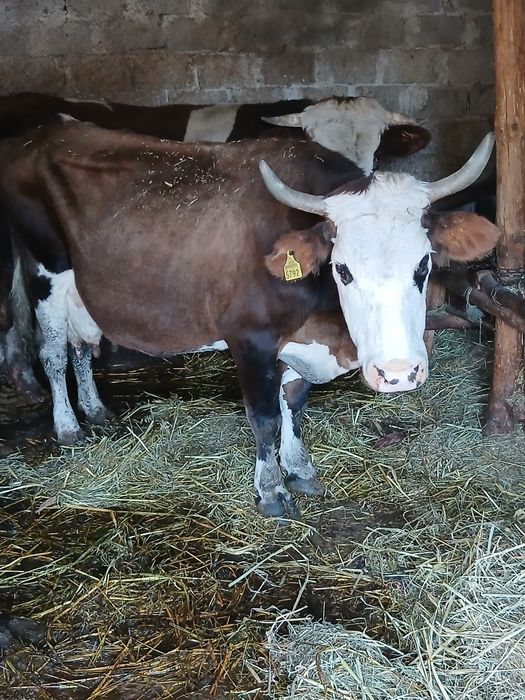 Vând schimb cu vaci sau viței de taiere vaca cu lapte gestanta