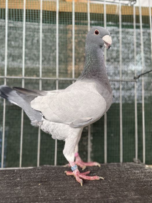 Voiajori germani Barless