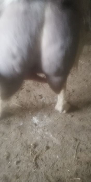 Capre bune cu lapte