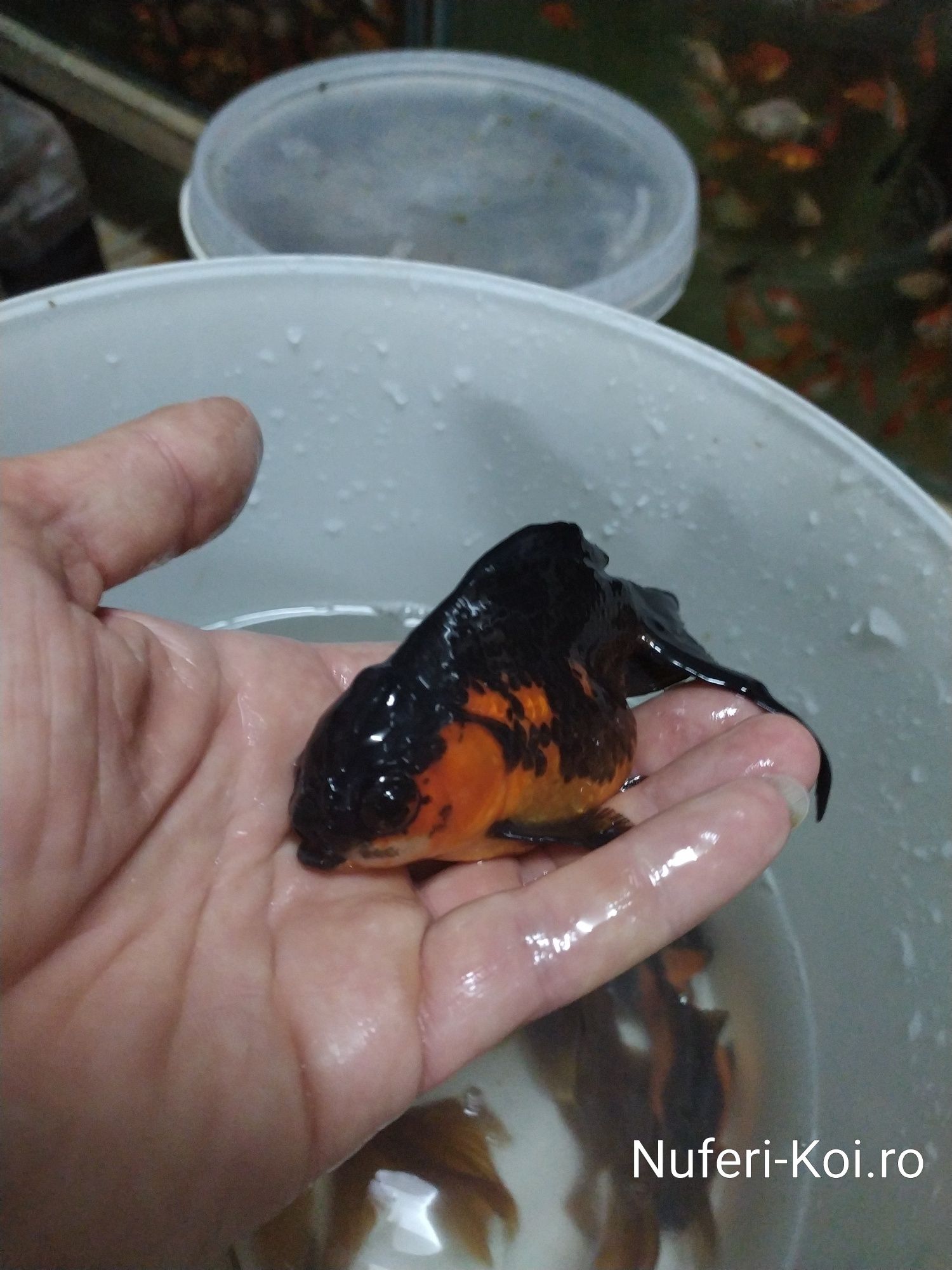 Carasi red oranda