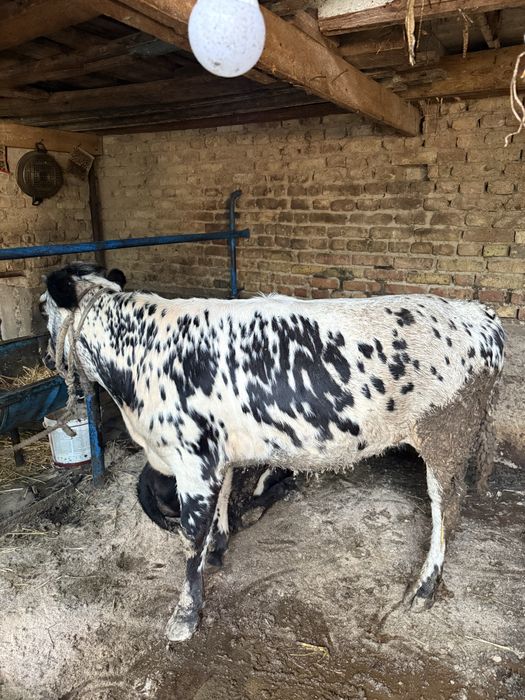 Gʻunajin 1 yarim yosh