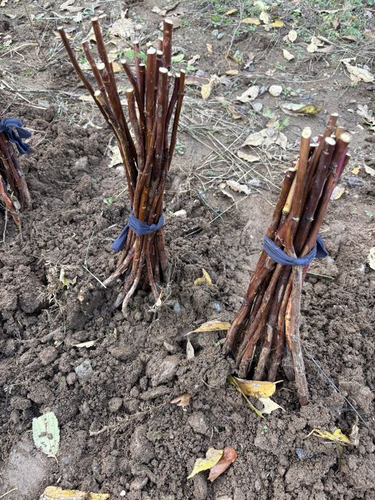 Разсад малини сорт Люлин