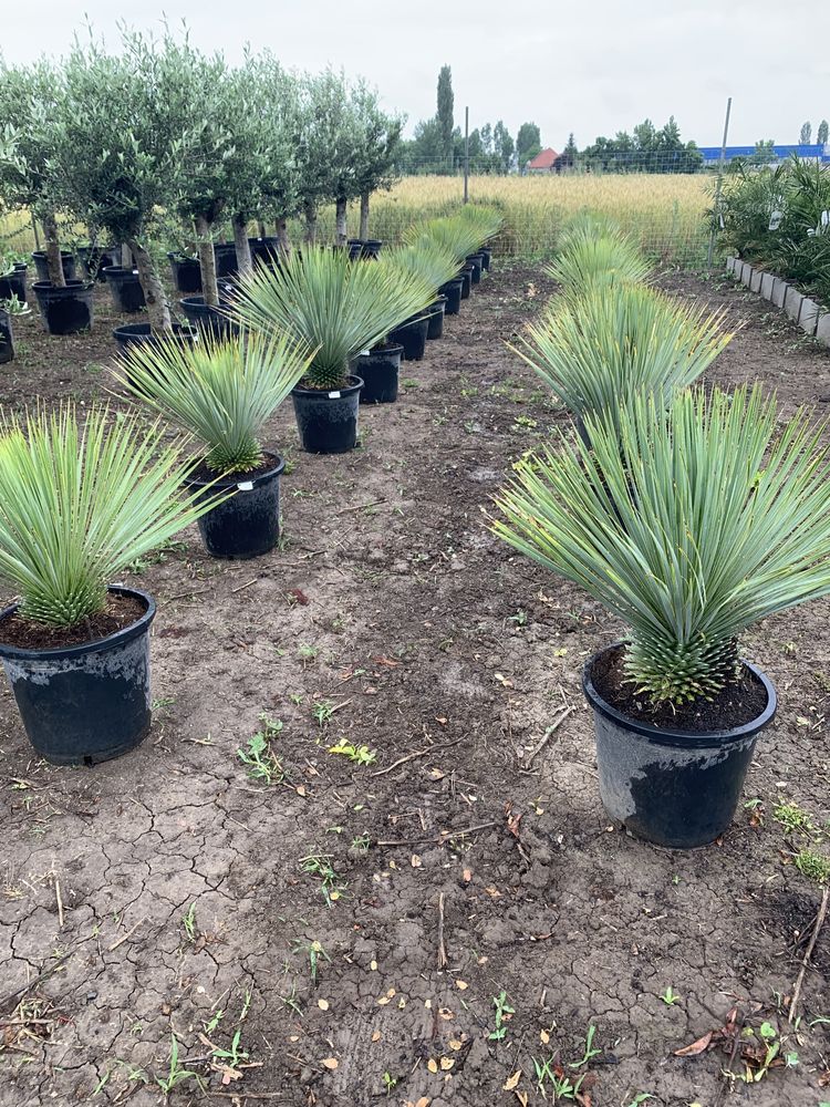 Yucca rostrata la ghiveci