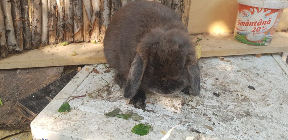 Donez 2 iepuri cap de leu