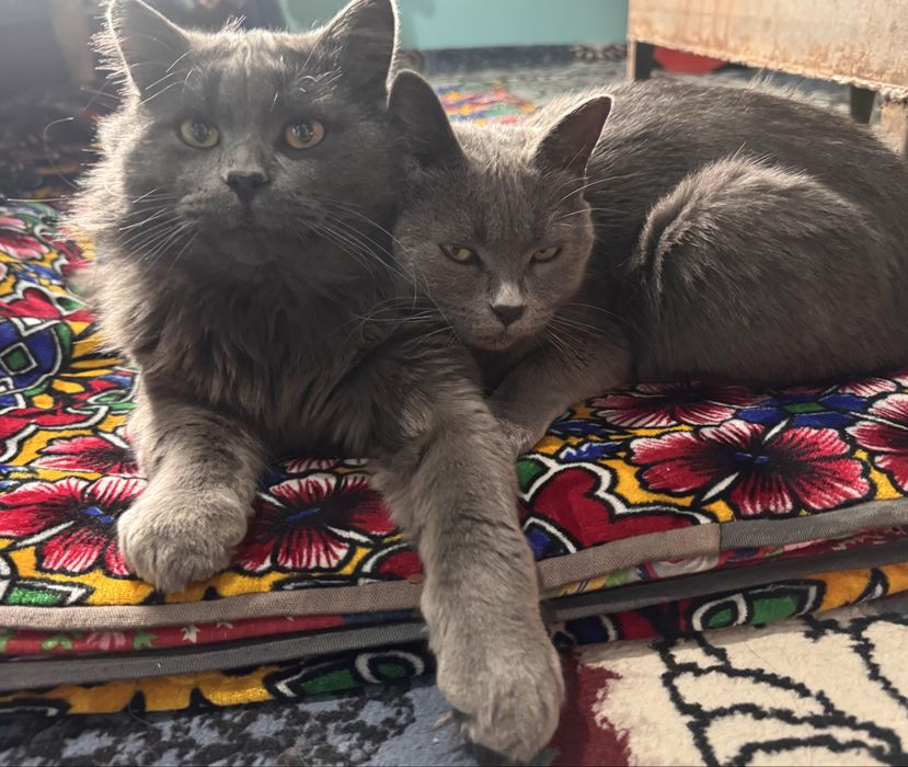 Британские длинношерстные котята