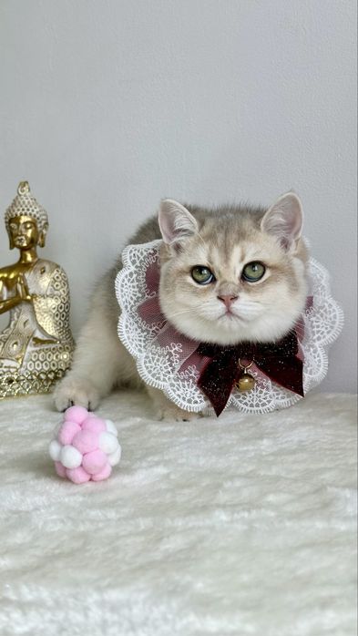 Fetita British Shorthair Chinchilla Blue Golden - Pedigree