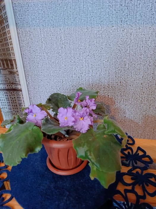 Филка цветы и растения