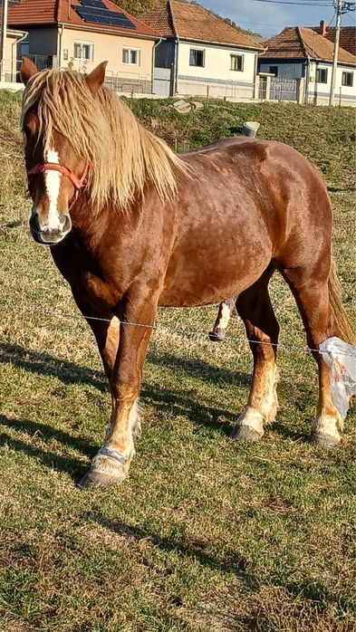 Armăsar de vânzare