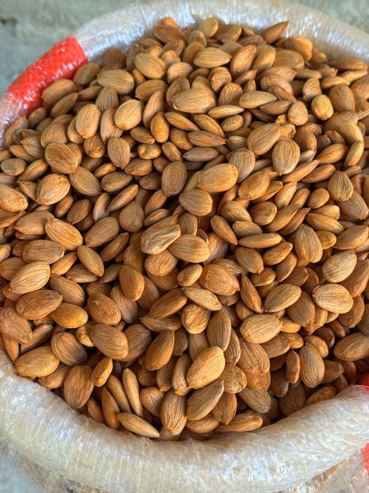 O'rik mag'zi абрикосовые косточки урючные косточки орехи